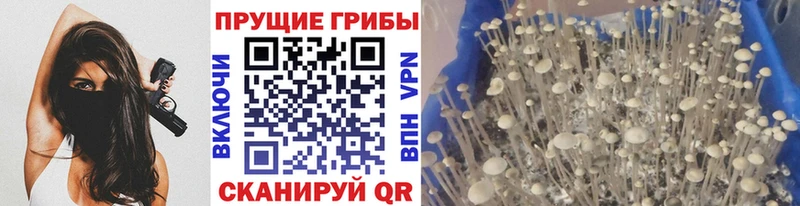 закладка  Киров  Псилоцибиновые грибы ЛСД 